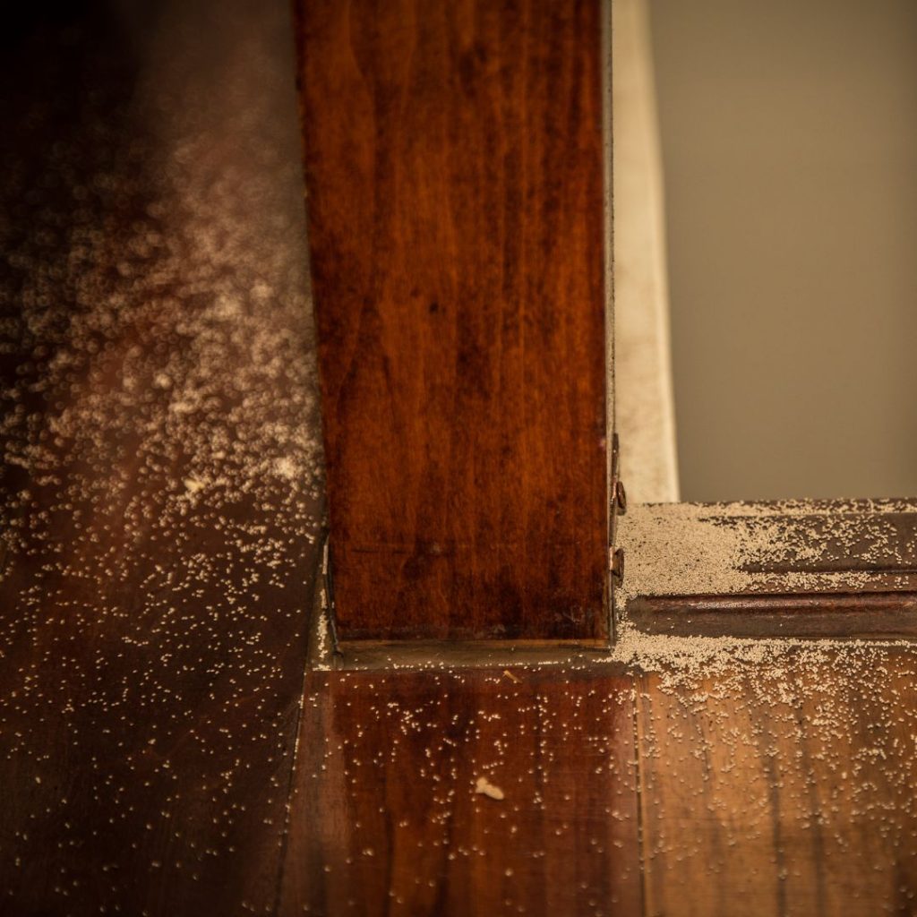 What is a Termite Barrier Treatment?
