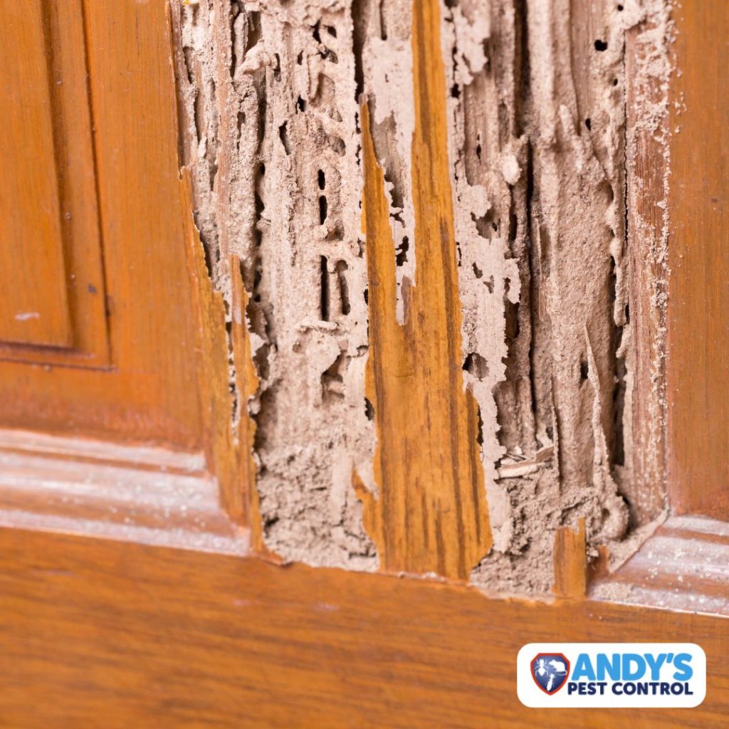 Importance of Termite Inspections in Sydney