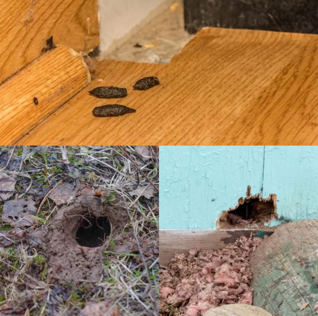 Phasellus euismod sem sit amet ligula sollicitudin, 