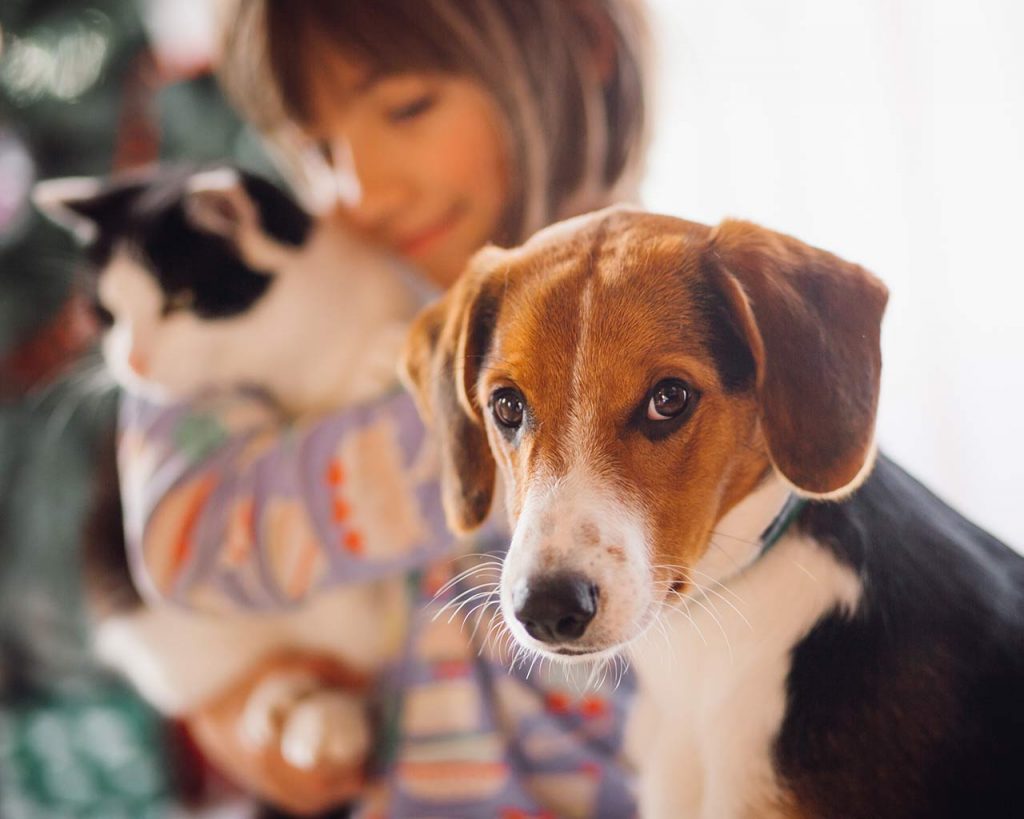 Pest Control Abbotsford