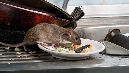 What Are the Legal Requirements for Rodent Control in Sydney Businesses?