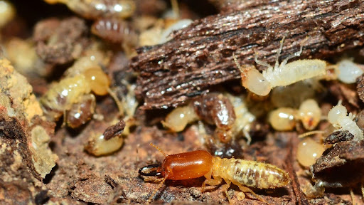 Should You Try DIY Termite Pest Control Before Calling an Expert?