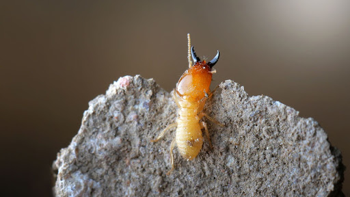 Do New Homes in Sydney Still Need Termite Treatment?