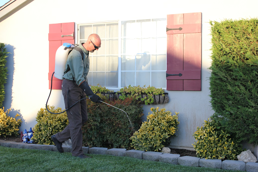 What Is the Best Pest Control in the Eastern Suburbs for Homes?