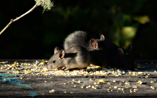 Where Do Rodents Go After Rodent Control Treatment?