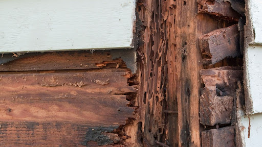 Will Termite Removal Damage My Property?