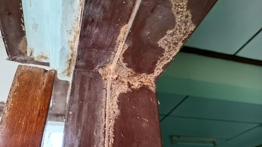 Are Termites Eating My Deck?